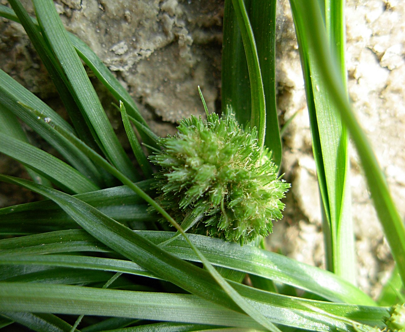 Cyperus michelianus  / Zigolo del Micheli